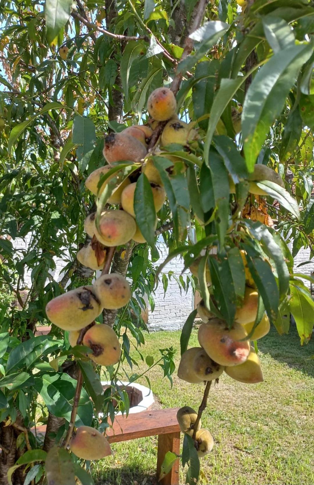 Casinha Verde Passa-Quatro Buitenkant foto